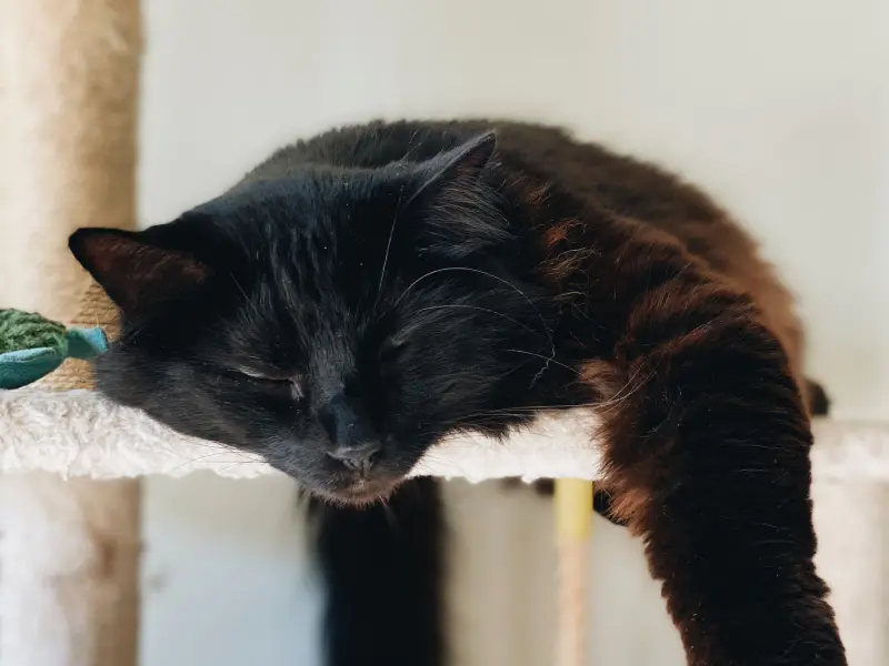 Learn more about buprenorphine, a medication that treats cat pain